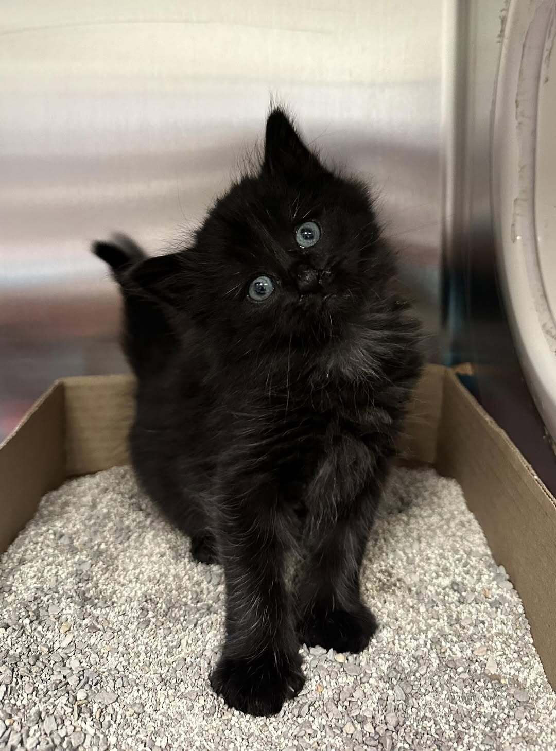 Kitten Season